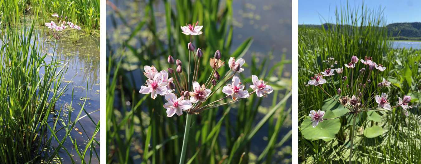 flowering-rush-control-to-begin-on-upper-mississippi-river-friends-of